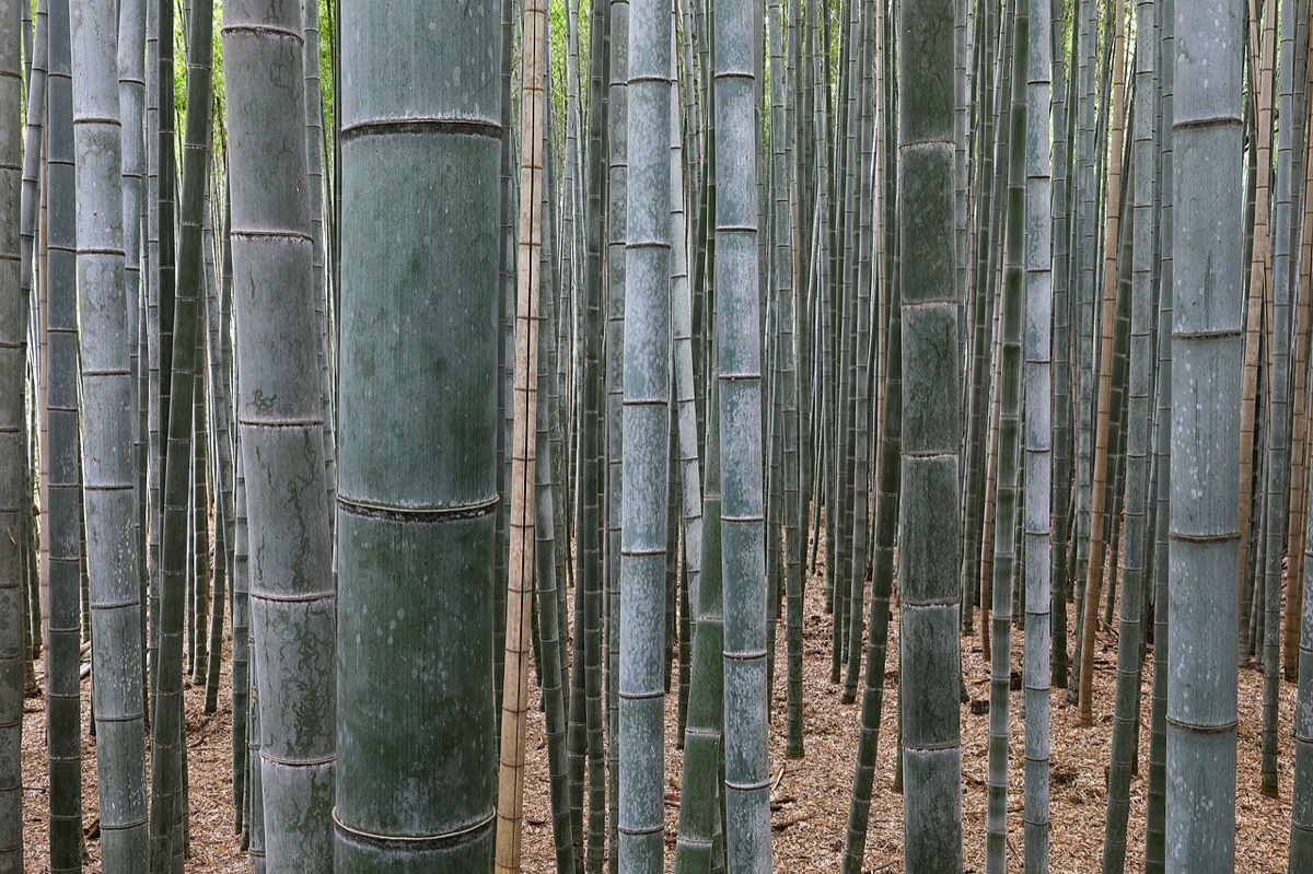 京都景點嵐山竹林小徑高聳筆直的竹林