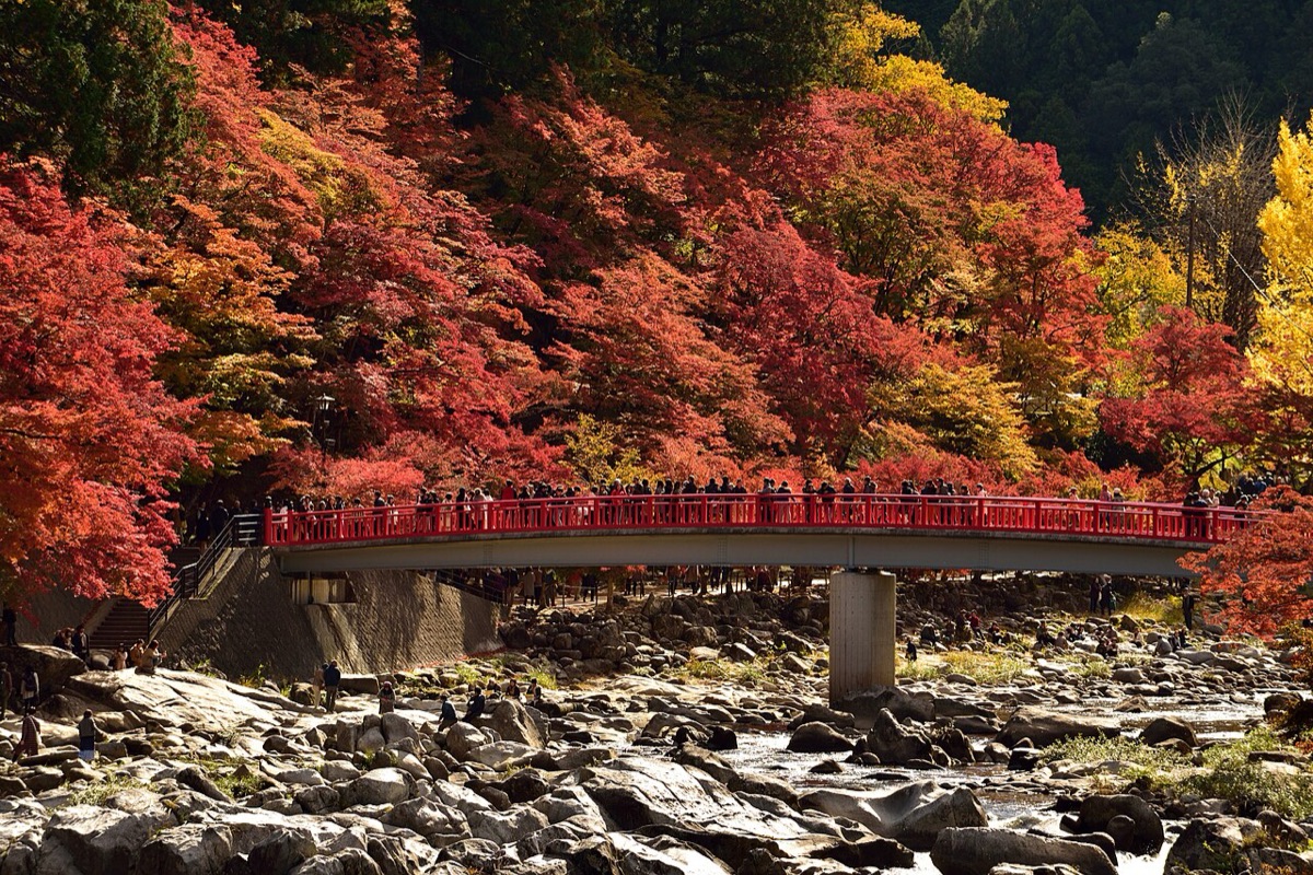 日本賞楓名所愛知香嵐溪紅葉與待月橋,遊客在溪谷間賞楓