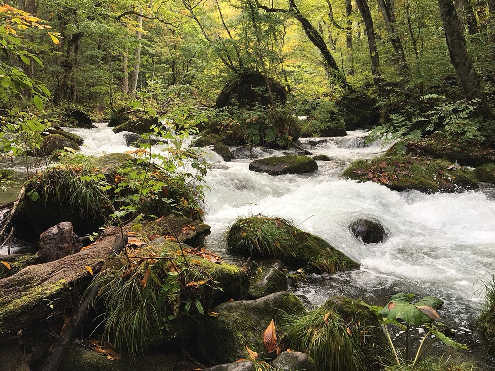Oirase Stream running through autumn woods, with mossy rocks on the bank