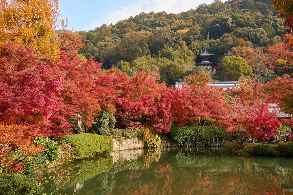 Autumn leaves beside the pond at Eikando, with the pagoda visible on the hillside