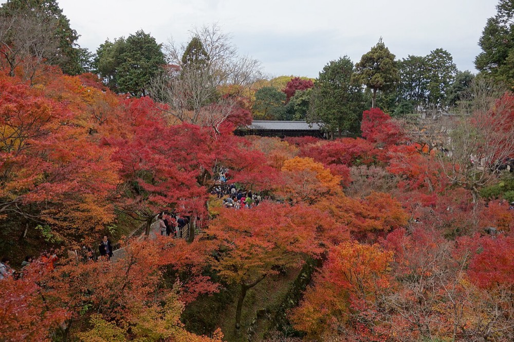 Red maples in the valley seen from Tsutenkyo Bridge at Tofuku-ji