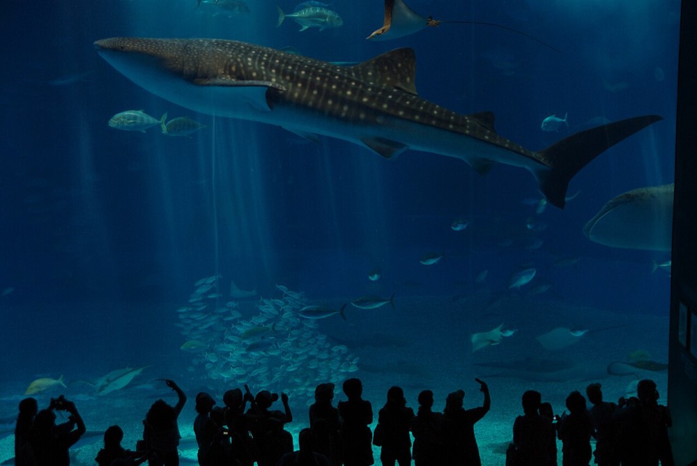 A whale shark swimming in the large tank at Churaumi Aquarium