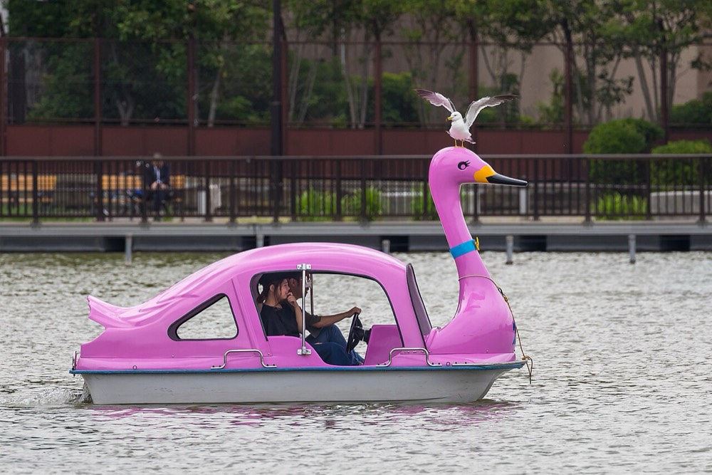 Pink swan boats on Shinobazu Pond in Ueno Park