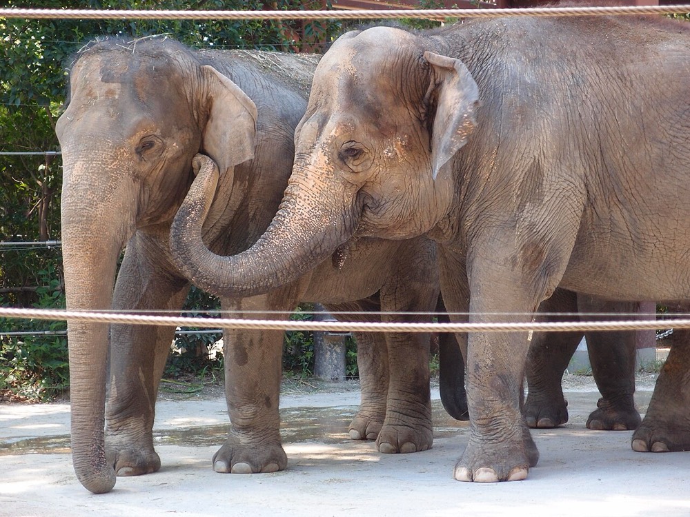 Two elephants close together in their enclosure at Ueno Zoo