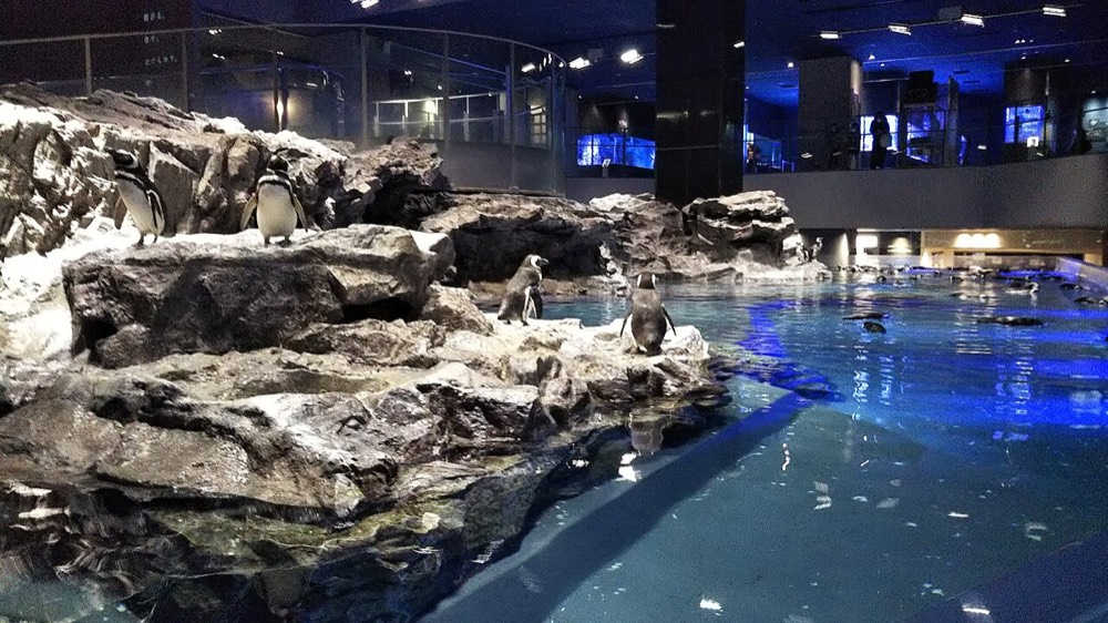 Penguins in a tank at Sumida Aquarium