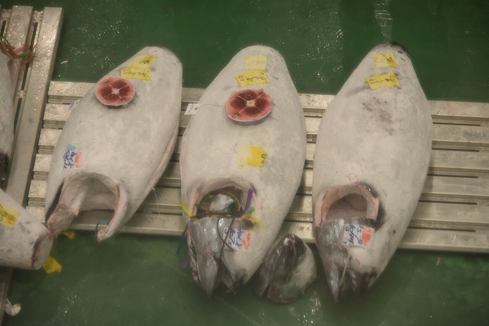 Neatly lined-up frozen tuna at Toyosu Market