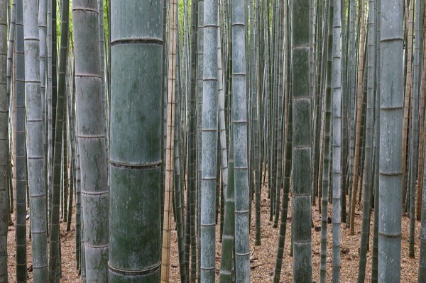 京都景點嵐山竹林小徑高聳筆直的竹林