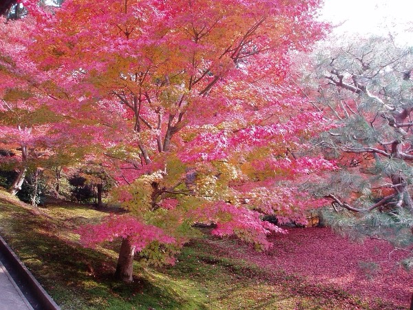 京都賞楓名所東福寺境內轉紅的楓樹與滿地落葉