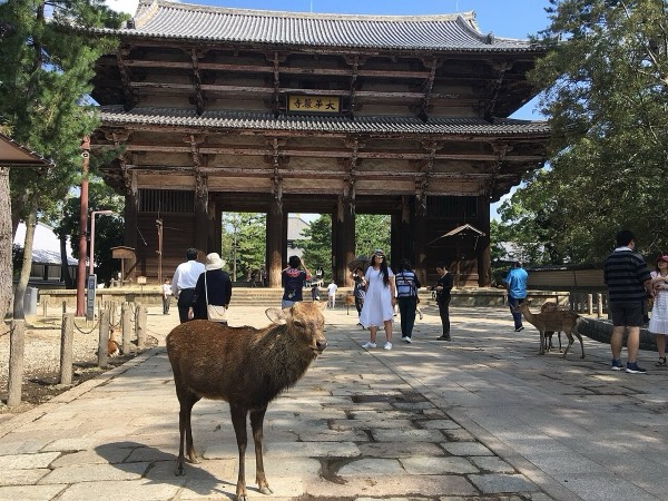 奈良一日遊必經的東大寺南大門前，奈良鹿站在石板參道上