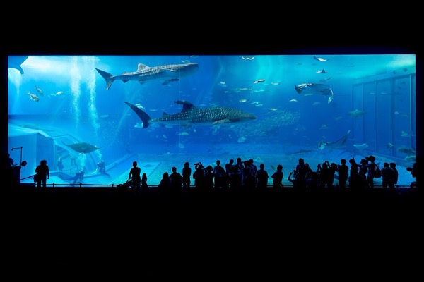 沖繩景點代表美麗海水族館的黑潮之海大水槽，鯨鯊與鬼蝠魟在遊客前方悠游